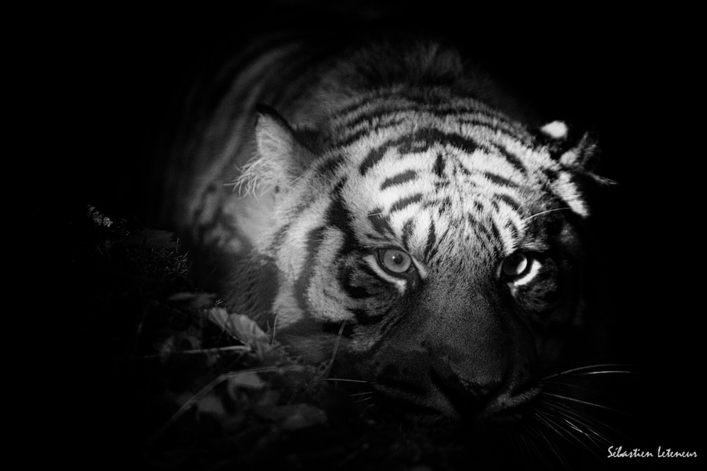 Tigre de Sumatra (Panthera tigris sumatrae)